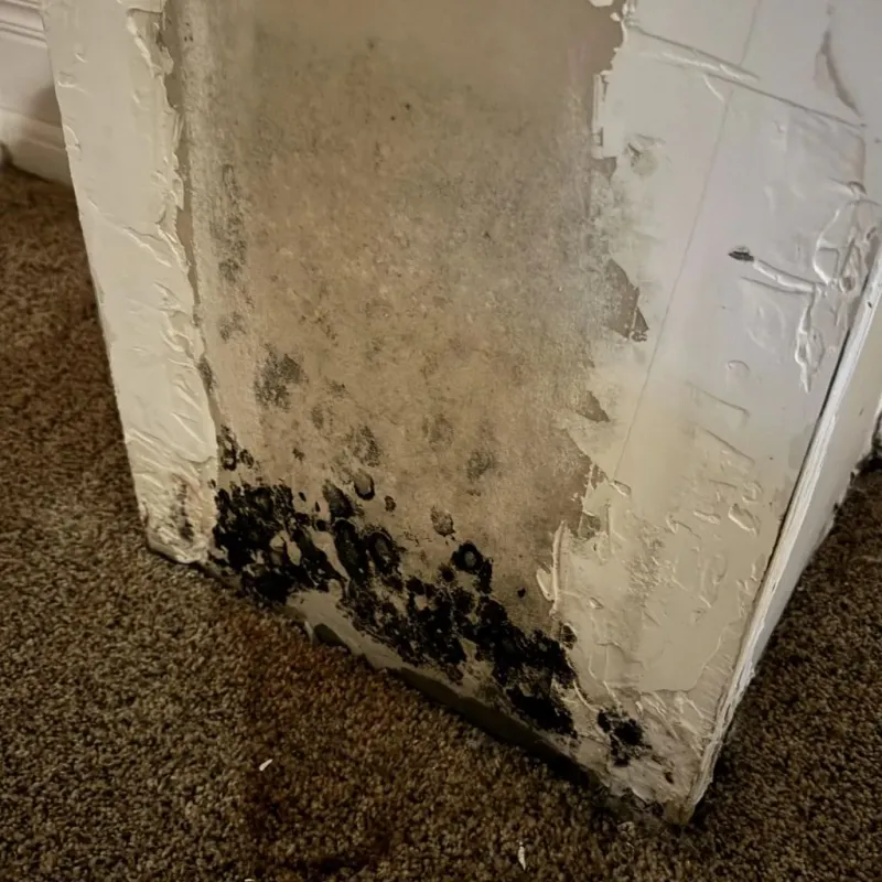 Professional Mold Removal in Valley, NE